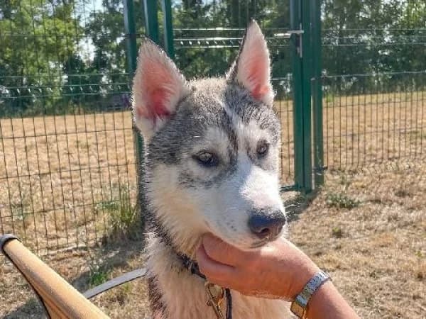 BATMAN, Mixed Breed for adoption at SPA de Mulhouse, Mulhouse