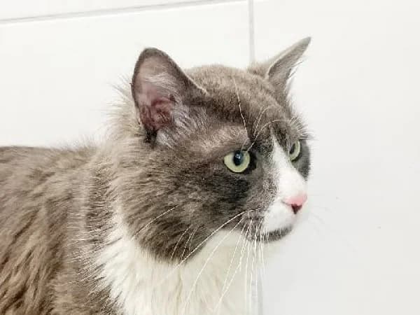 PICSOU, Mixed Breed for adoption at SPA de Mulhouse, Mulhouse