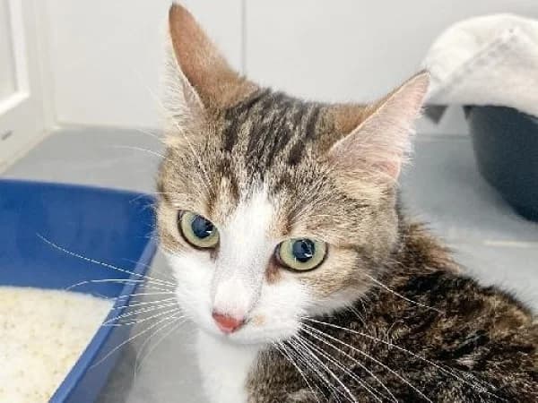 AURORA, Mixed Breed for adoption at SPA de Mulhouse, Mulhouse