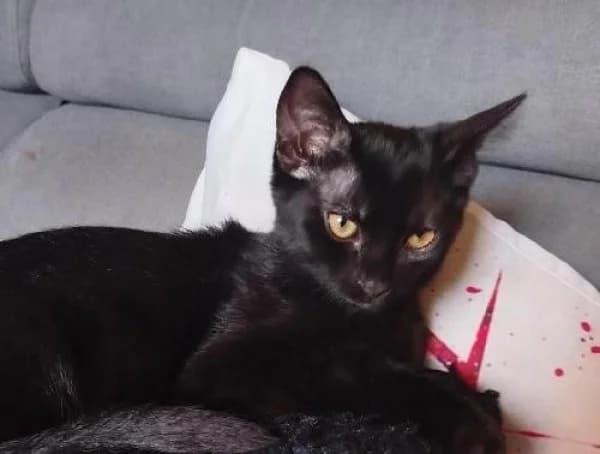 SPIDER, Mixed Breed for adoption at SPA de Mulhouse, Mulhouse