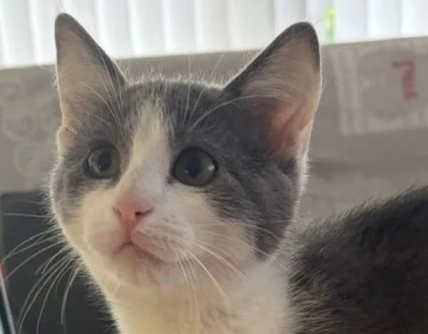 PERLE, Mixed Breed for adoption at SPA de Mulhouse, Mulhouse
