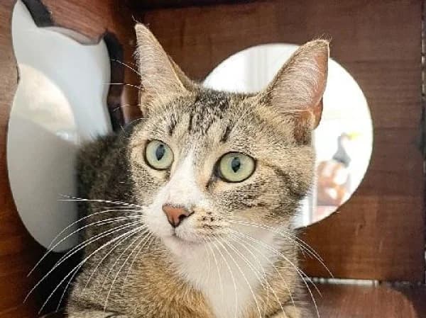 TINA, Mixed Breed for adoption at SPA de Mulhouse, Mulhouse