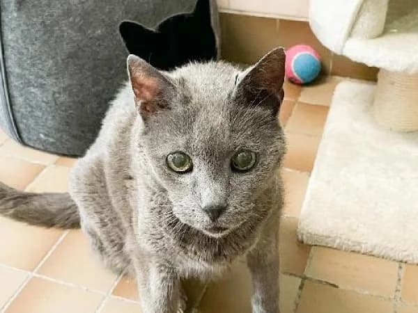 LUCIOLE, Mixed Breed for adoption at SPA de Mulhouse, Mulhouse