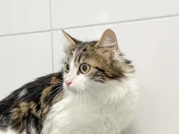 VANILLA, Mixed Breed for adoption at SPA de Mulhouse, Mulhouse