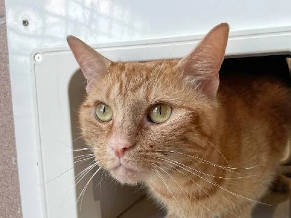 PATOU, Mixed Breed for adoption at SPA de Mulhouse, Mulhouse