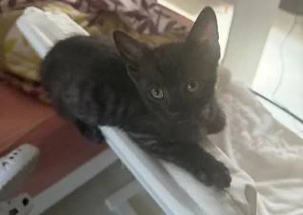 PINK, Mixed Breed for adoption at SPA de Mulhouse, Mulhouse