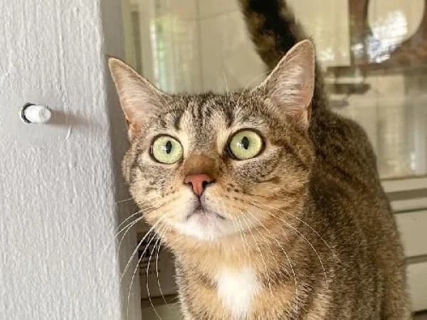JINA, Mixed Breed for adoption at SPA de Mulhouse, Mulhouse