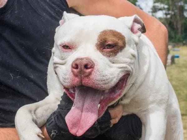 TYSON, Mixed Breed for adoption at SPA de Mulhouse, Mulhouse