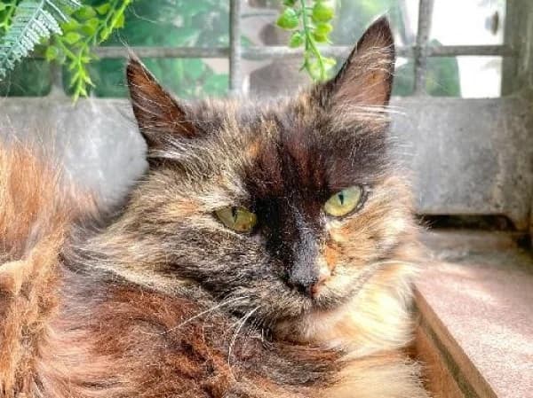 TIKI, Mixed Breed for adoption at SPA de Mulhouse, Mulhouse