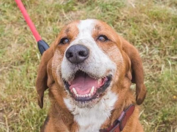 PACHA, Mixed Breed for adoption at SPA de Mulhouse, Mulhouse