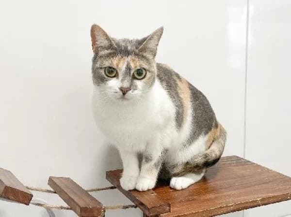 ZARA, Mixed Breed for adoption at SPA de Mulhouse, Mulhouse