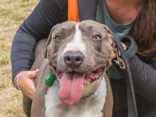 VEGETA, Mixed Breed for adoption at SPA de Mulhouse, Mulhouse