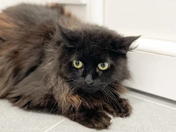 CACHOU, Mixed Breed for adoption at SPA de Mulhouse, Mulhouse