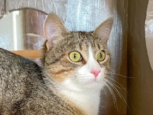 TOMMY, Mixed Breed for adoption at SPA de Mulhouse, Mulhouse