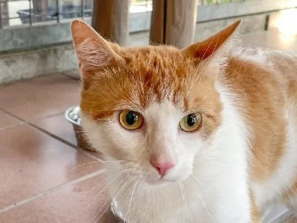 CASIMIR, Mixed Breed for adoption at SPA de Mulhouse, Mulhouse