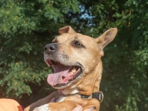 TAGADA, Mixed Breed for adoption at SPA de Mulhouse, Mulhouse
