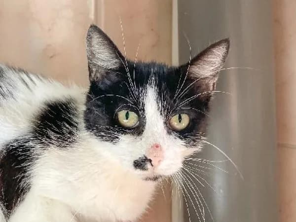 DUCHESSE, Mixed Breed for adoption at SPA de Mulhouse, Mulhouse