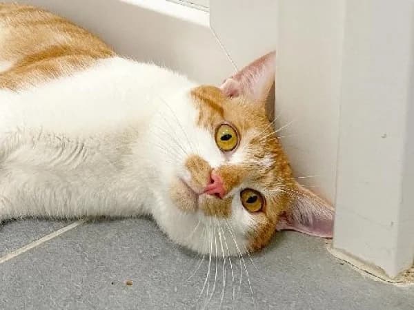POLLUX, Mixed Breed for adoption at SPA de Mulhouse, Mulhouse