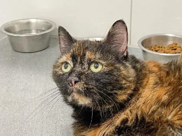 HARIBO, Mixed Breed for adoption at SPA de Mulhouse, Mulhouse