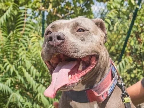 NALA, Mixed Breed for adoption at SPA de Mulhouse, Mulhouse