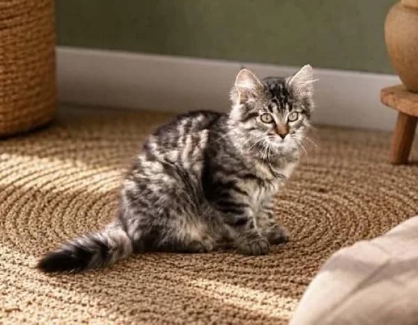 BISCOTTE, Mixed Breed for adoption at SPA de Mulhouse, Mulhouse