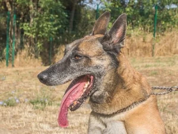 MALYA, Mixed Breed for adoption at SPA de Mulhouse, Mulhouse