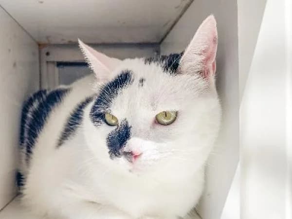 RAYMAS, Mixed Breed for adoption at SPA de Mulhouse, Mulhouse
