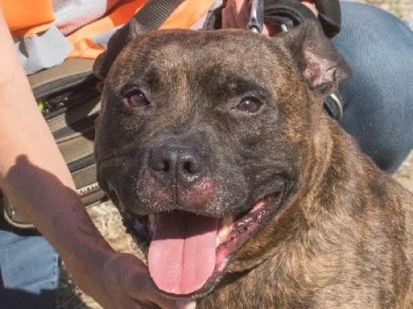 RAMSES, Mixed Breed for adoption at SPA de Mulhouse, Mulhouse