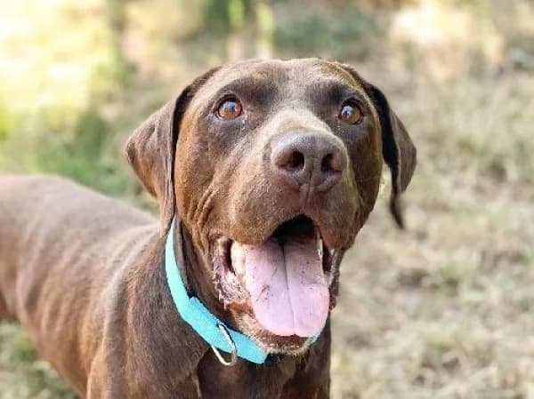 BUDDY, Mixed Breed for adoption at SPA de Mulhouse, Mulhouse
