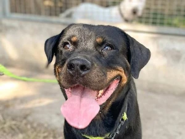 HERA, Mixed Breed for adoption at SPA de Mulhouse, Mulhouse