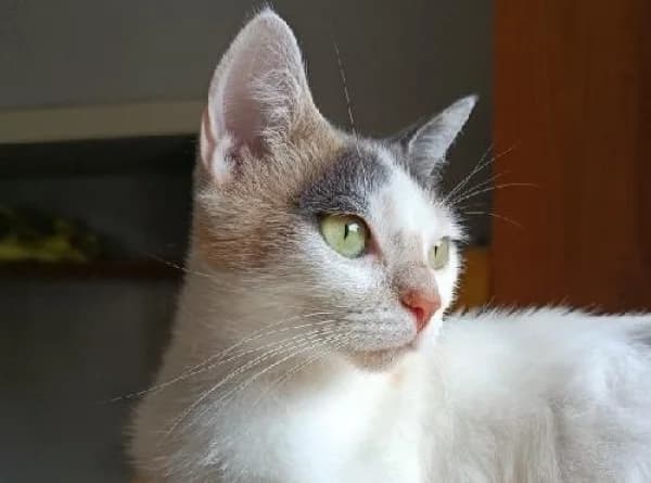 FLEUR, Mixed Breed for adoption at SPA de Mulhouse, Mulhouse