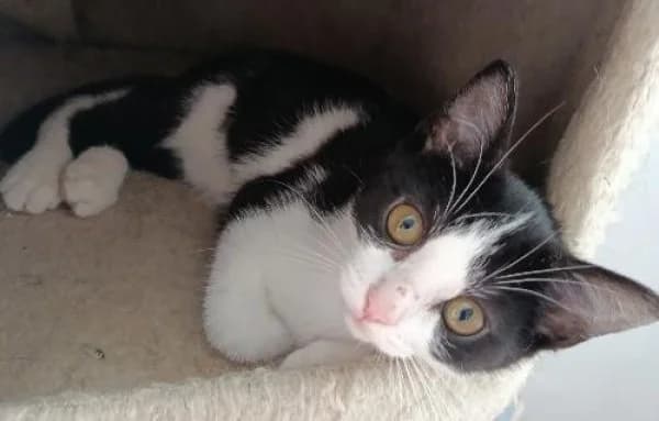 FELIXE, Mixed Breed for adoption at SPA de Mulhouse, Mulhouse