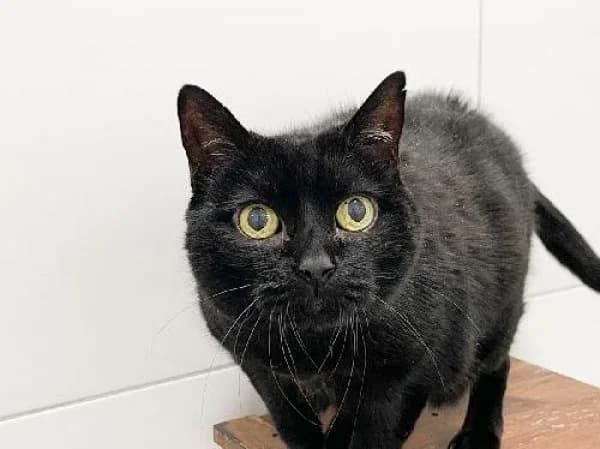 ETOILE, Mixed Breed for adoption at SPA de Mulhouse, Mulhouse