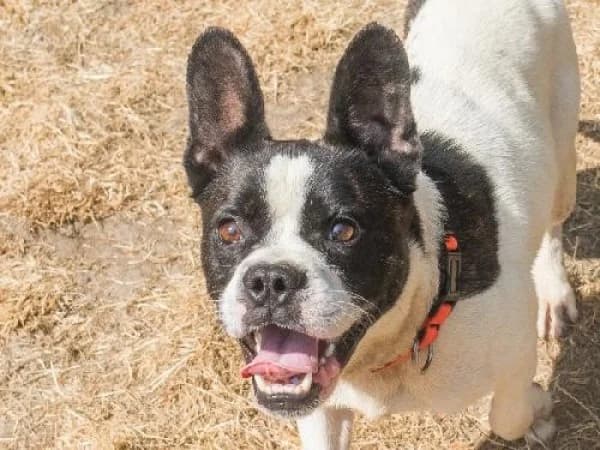 JUMPER, Mixed Breed for adoption at SPA de Mulhouse, Mulhouse