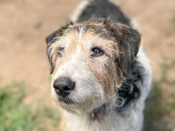 P TITLU, Mixed Breed for adoption at SPA de Mulhouse, Mulhouse