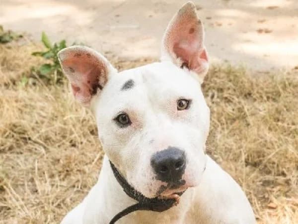 SACHA, Mixed Breed for adoption at SPA de Mulhouse, Mulhouse