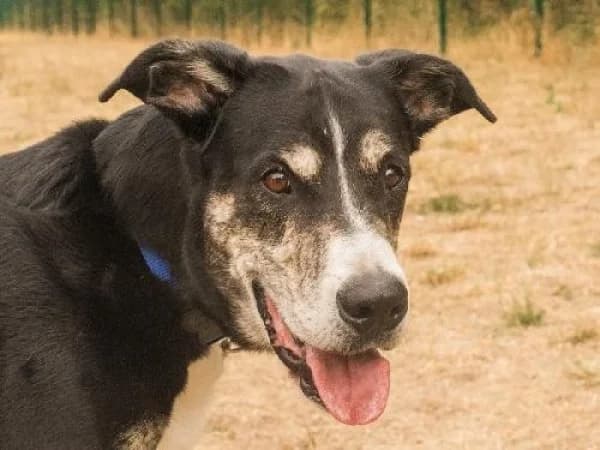 OREO, Mixed Breed for adoption at SPA de Mulhouse, Mulhouse