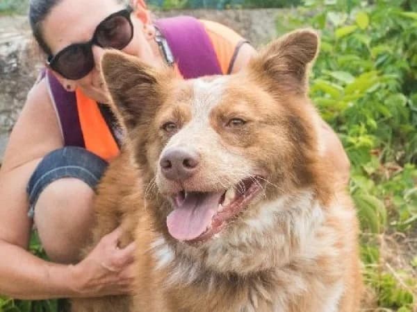 SCHADOW, Mixed Breed for adoption at SPA de Mulhouse, Mulhouse