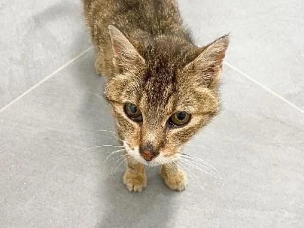 KATIA, Mixed Breed for adoption at SPA de Mulhouse, Mulhouse