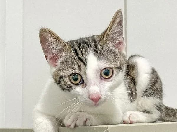 GOLDORAK, Mixed Breed for adoption at SPA de Mulhouse, Mulhouse