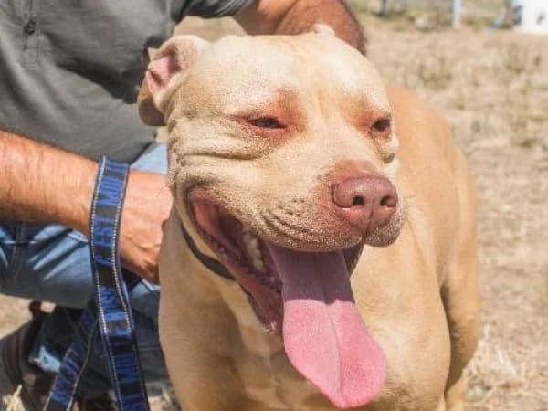 ZOKUSH, Mixed Breed for adoption at SPA de Mulhouse, Mulhouse