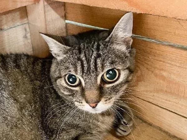 SAMAH, Mixed Breed for adoption at SPA de Mulhouse, Mulhouse