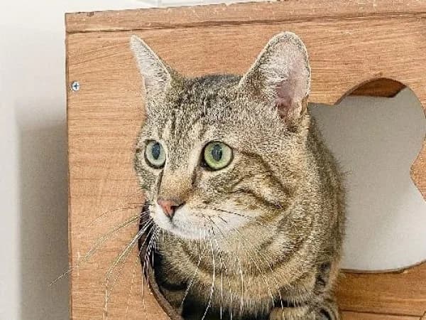 GRISOUILLE, Mixed Breed for adoption at SPA de Mulhouse, Mulhouse