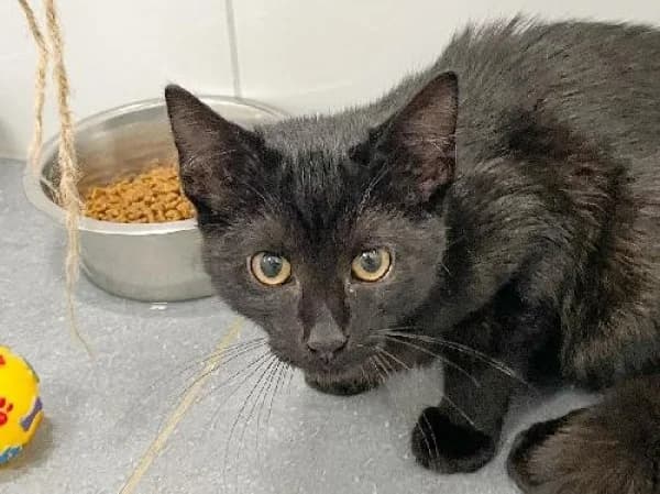 ALPHONSE, Mixed Breed for adoption at SPA de Mulhouse, Mulhouse