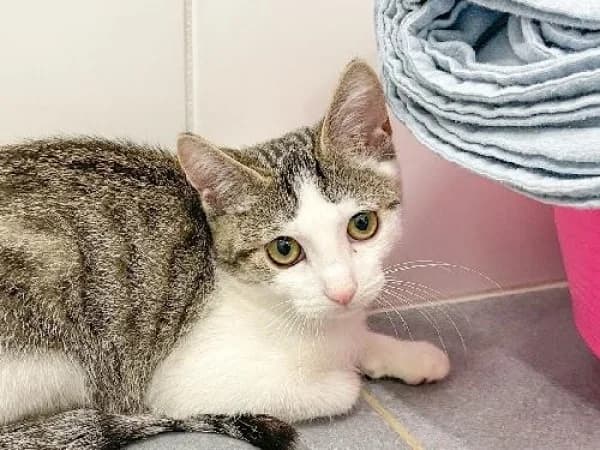 LITTLE, Mixed Breed for adoption at SPA de Mulhouse, Mulhouse