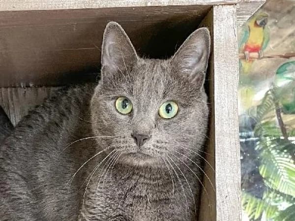 NUAGE, Mixed Breed for adoption at SPA de Mulhouse, Mulhouse