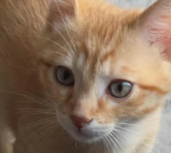 SCOOBBY, Mixed Breed for adoption at SPA de Mulhouse, Mulhouse