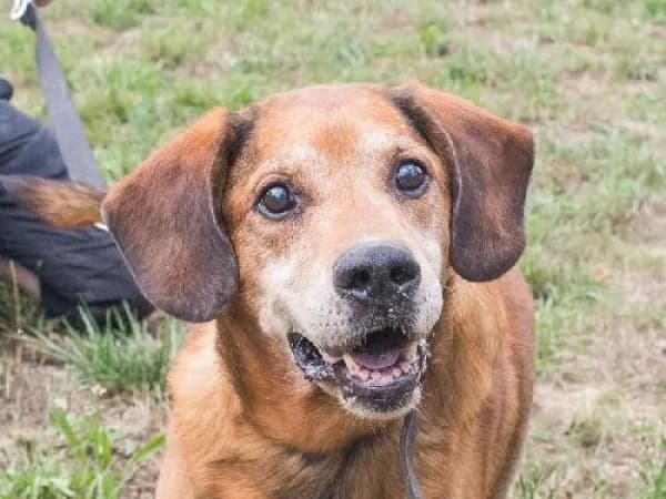 LUCIFER, Mixed Breed for adoption at SPA de Mulhouse, Mulhouse