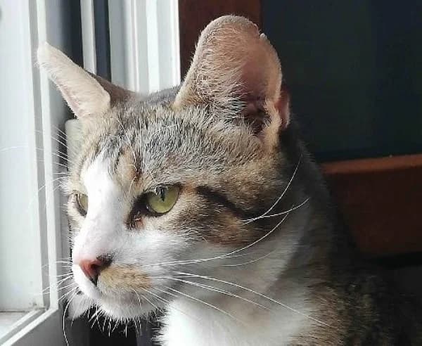 GRIBOUILLE, Mixed Breed for adoption at SPA de Mulhouse, Mulhouse