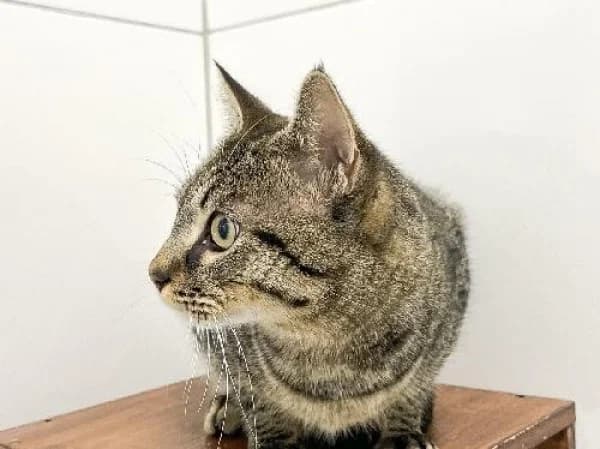 PINOCCHIO, Mixed Breed for adoption at SPA de Mulhouse, Mulhouse